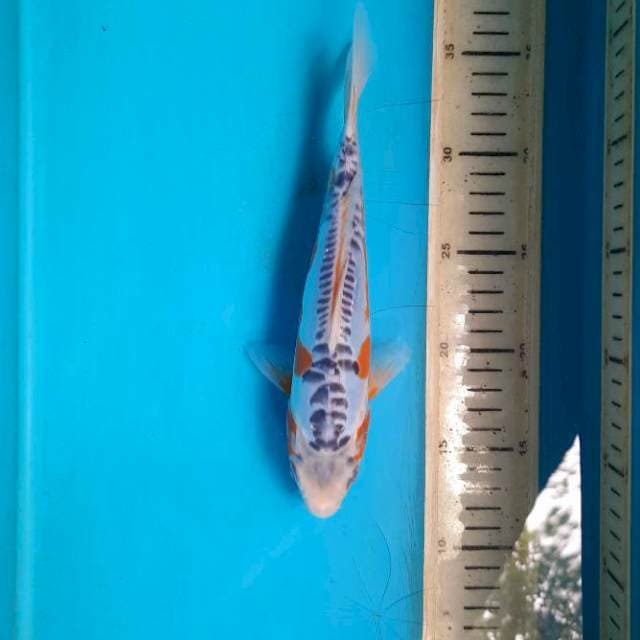Shusui 18cm