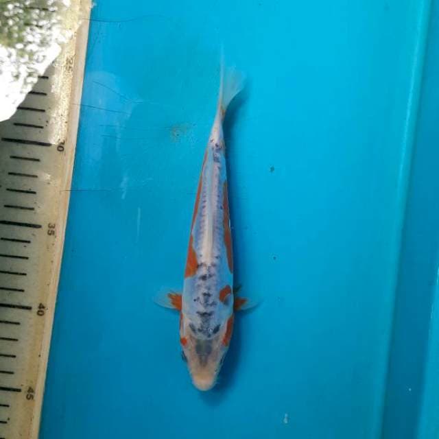 Shusui 18cm