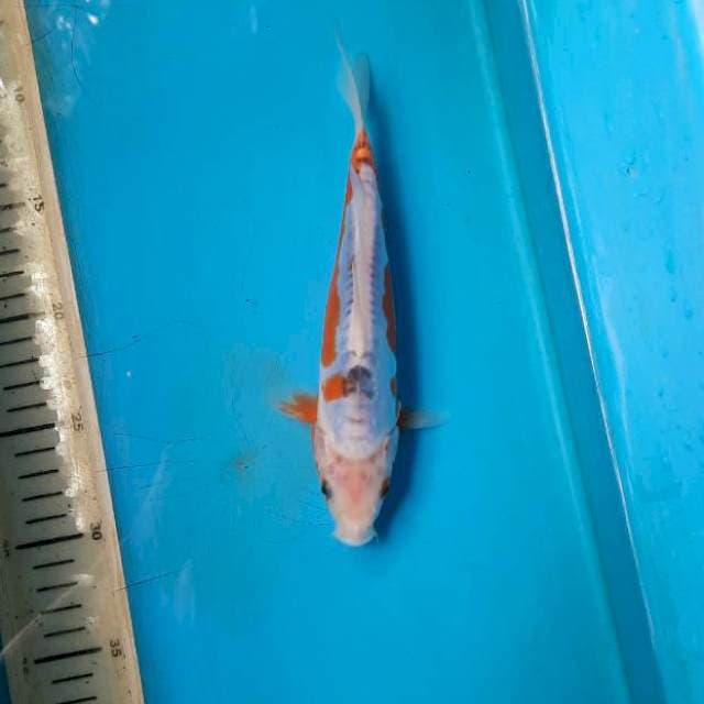 Shusui 18cm
