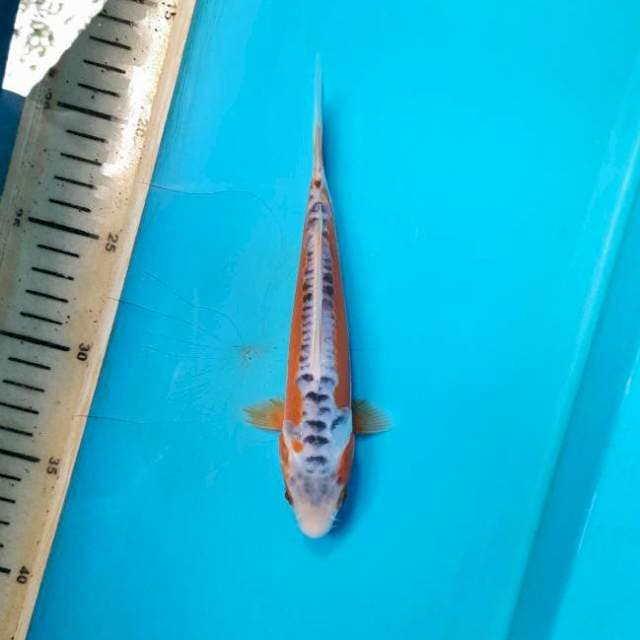 Shusui 18cm