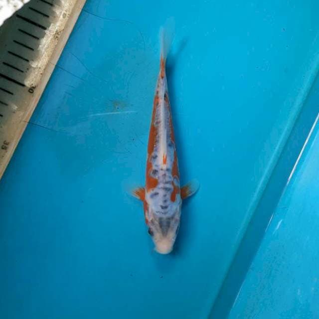 Shusui 18cm