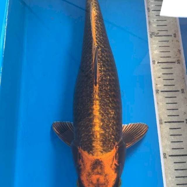 Mukasi Tembaga Good Fukurin