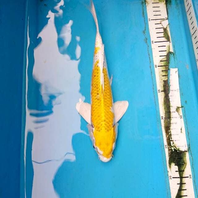 Hariwake 28 cm