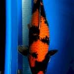 Utsuri jumbo 56 cm🥳