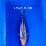 SHUSUI JUMBO 44cm. 