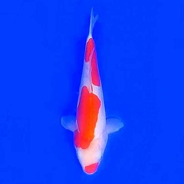 Kohaku doit 22cm