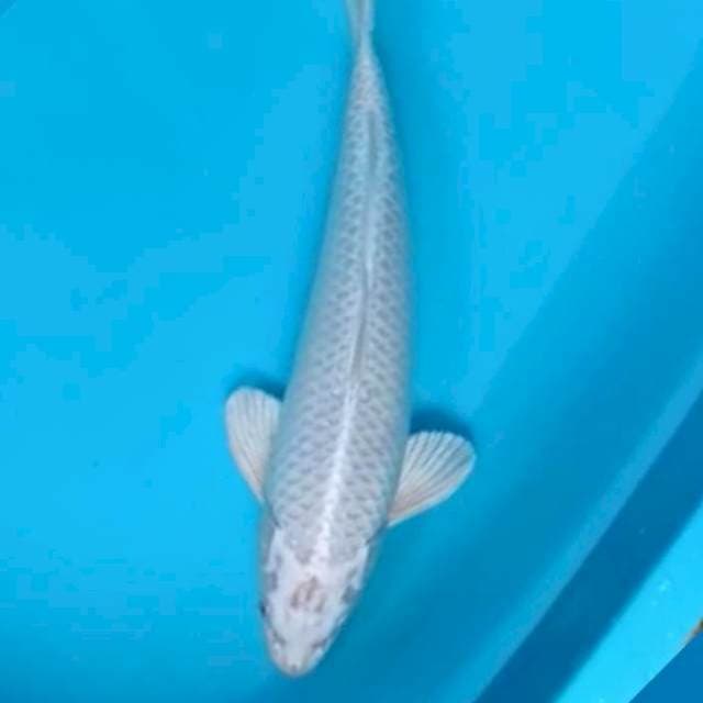 Gin matsuba 38cm tulang besar.