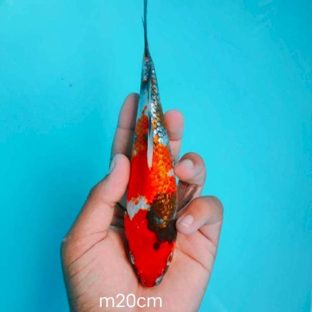Showa Ginrin Male 20cm