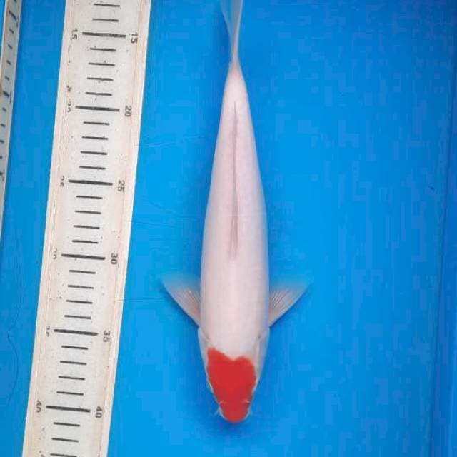 Tancho kuhaku 28cm