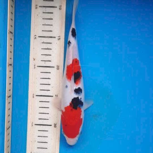 Sanke 24cm