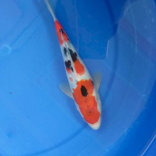 Taisho sanke strong 21cm 