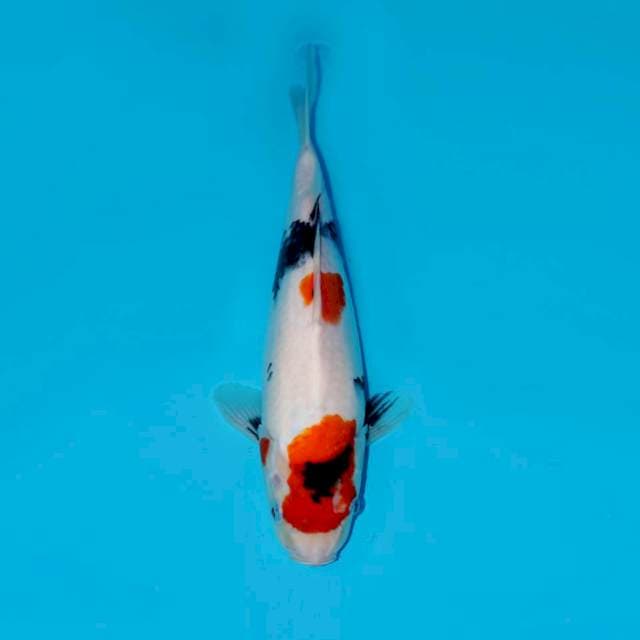 KINDAI SHOWA, 33CM 