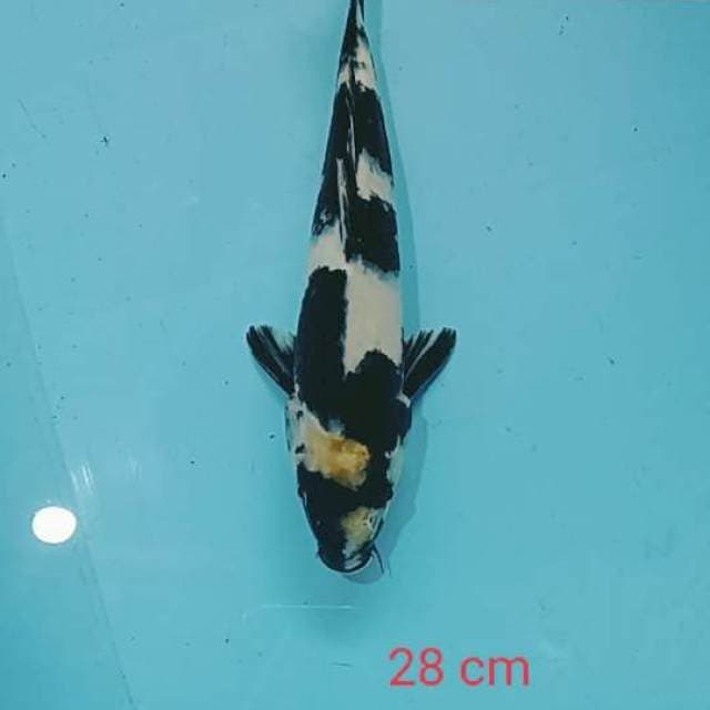 shiro 28 cm male