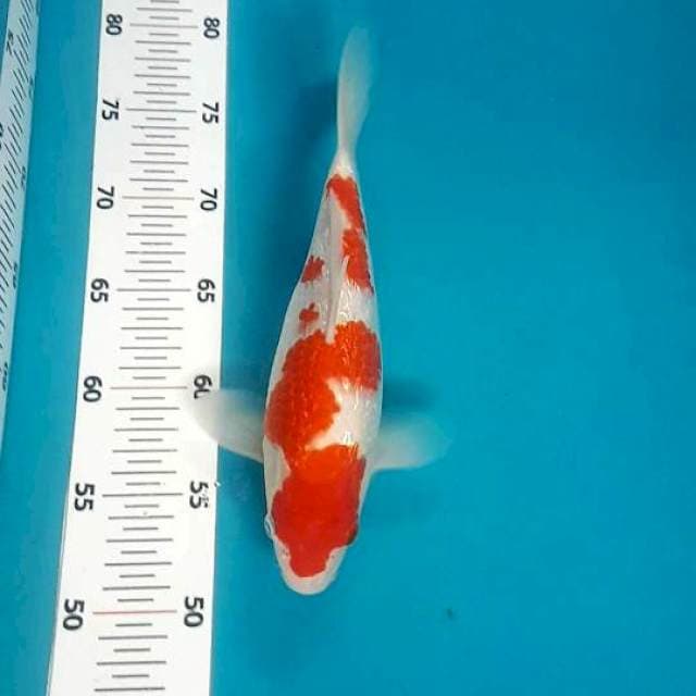Kohaku ginrin SQ