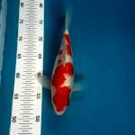 Kohaku ginrin SQ