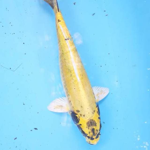 Kiko