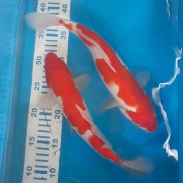 Kohaku 2 ekor 29-32 cm