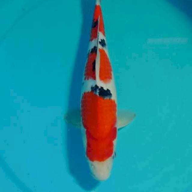 Ragel ~ Sanke Betina 30cm