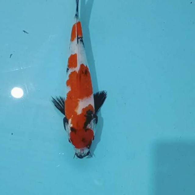 showa 25 cm