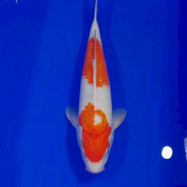 JD ~ kohaku jantan 31cm