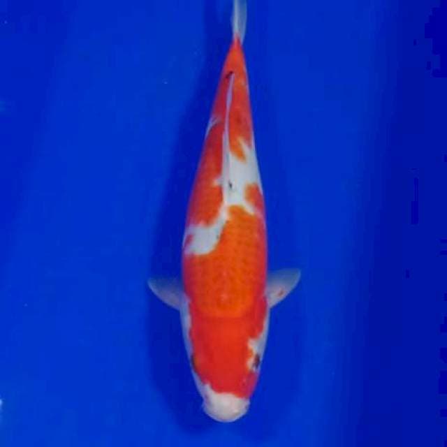 JD ~ Sankd betina 31cm