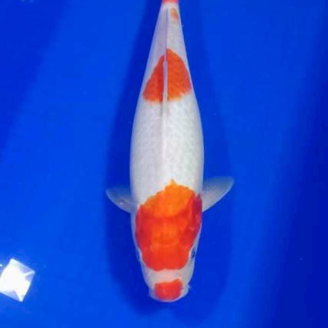 JD ~ kohaku betina 33cm