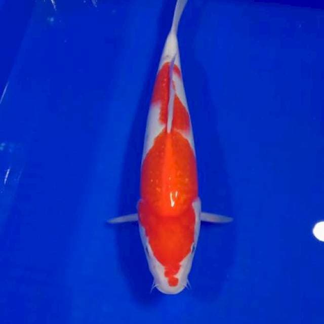 JD ~ kohaku jantan 29cm
