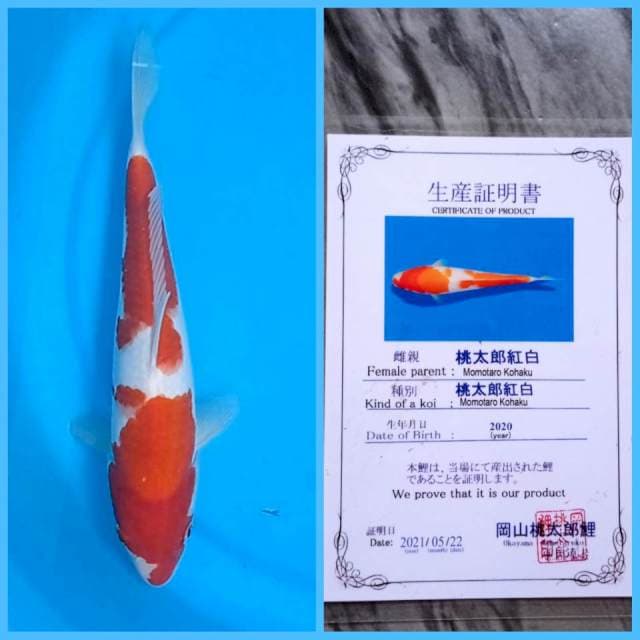 Kohaku