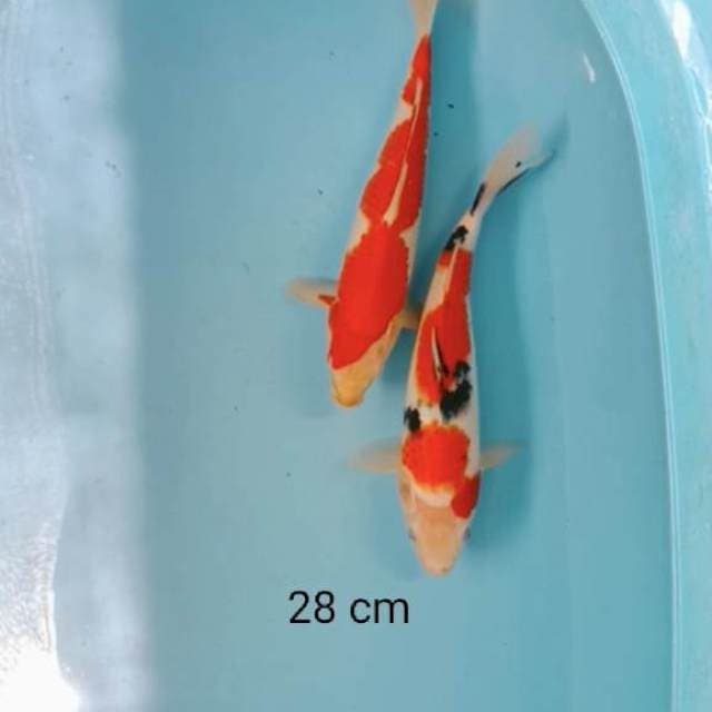 Mix, kohaku sanke