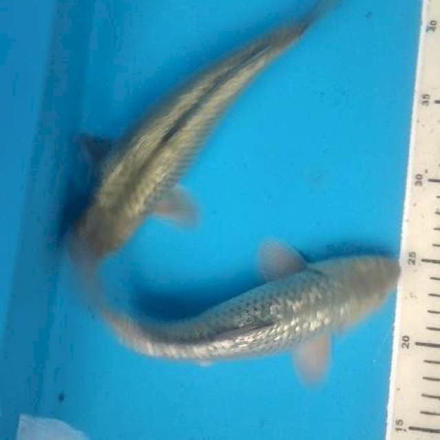 sora goi ginrin 25-27 cm