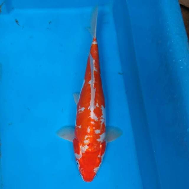 KIKUSHUI
