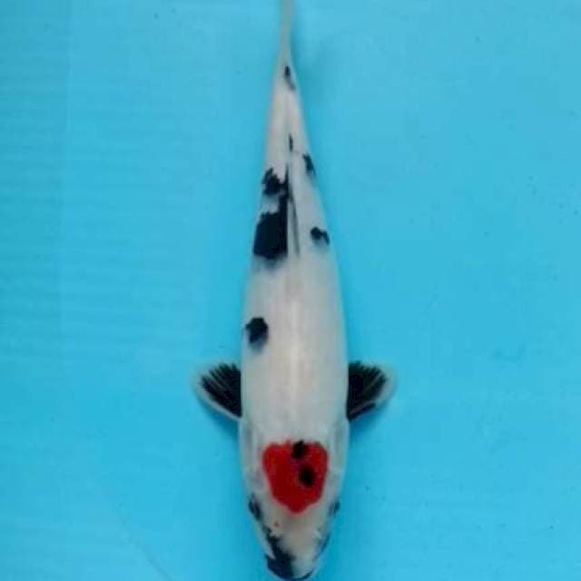 Tanco Showa ORI