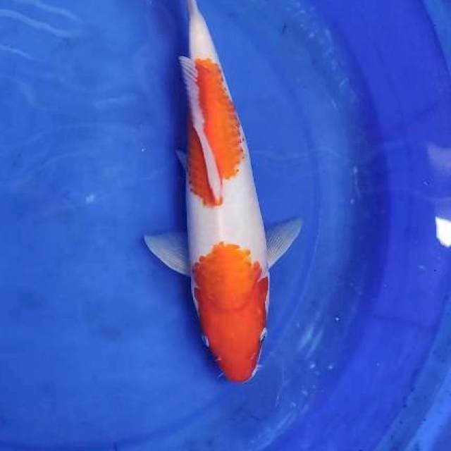 Kohaku