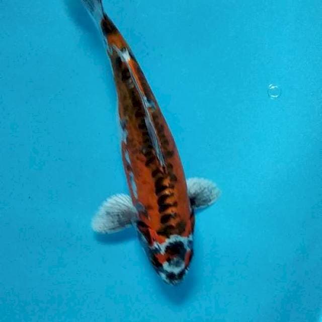 Kawarimono