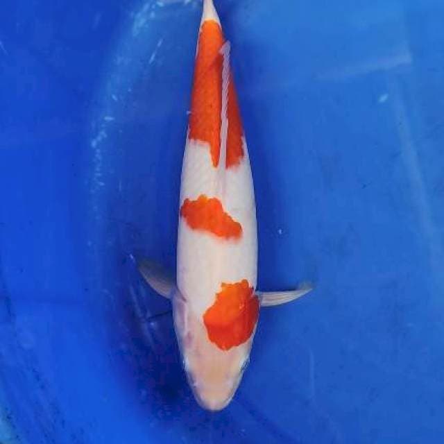 Kohaku