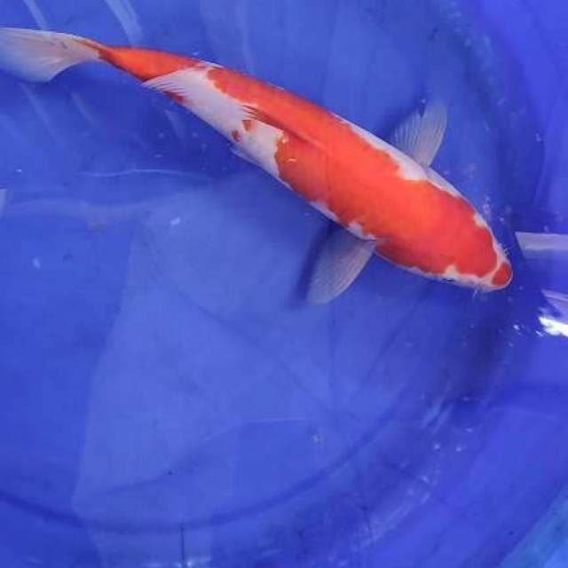 Kohaku