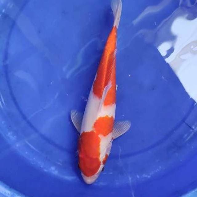 Kohaku