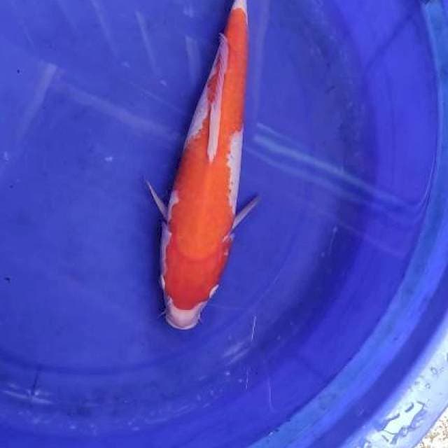 Kohaku