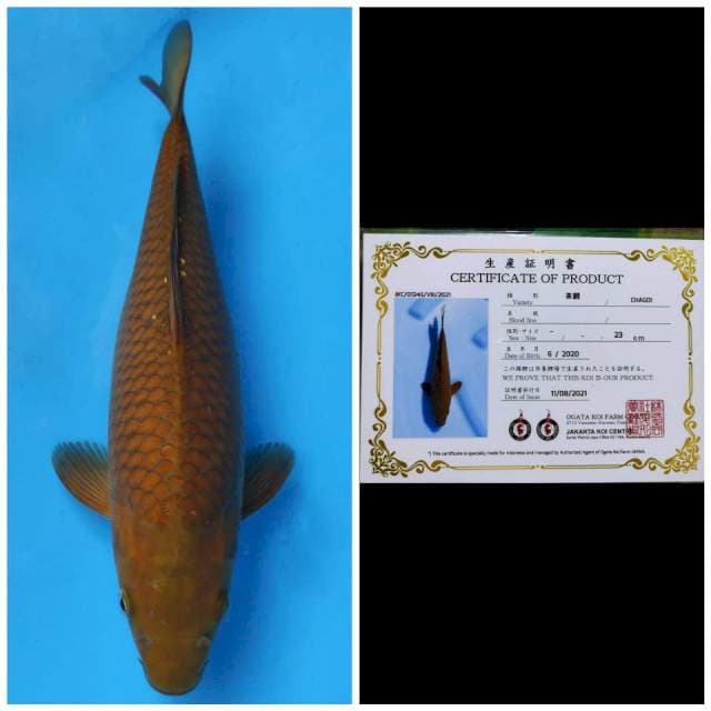 Ogata Chagoi Tembaga