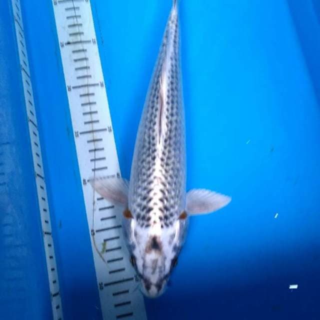 GIN MATSHUBA 36 cm