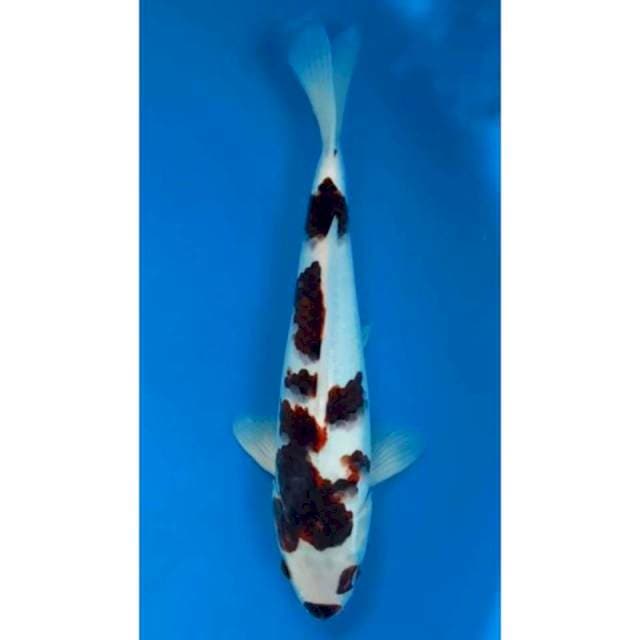 Ai goromo antik 28cm