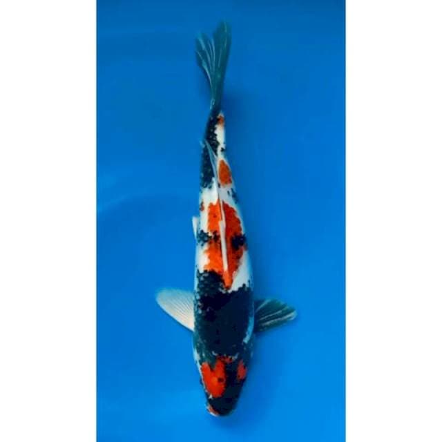 Showa sanshoku 30cm