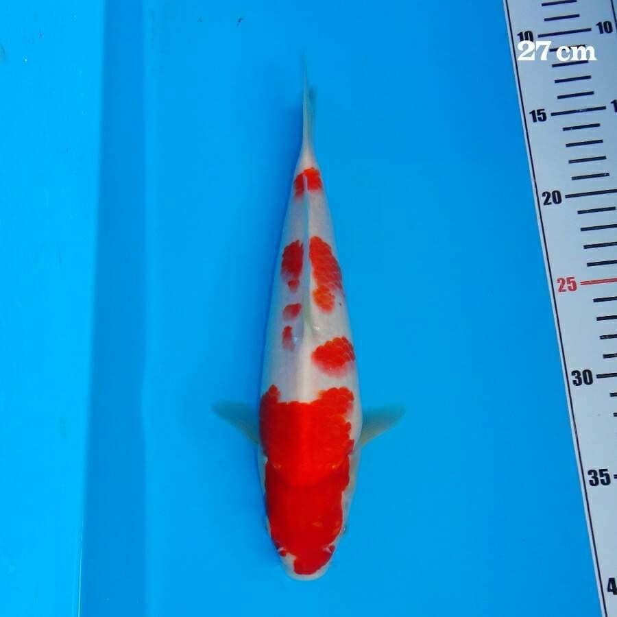 Kohaku Debyla Quality Bakat Jumbo 