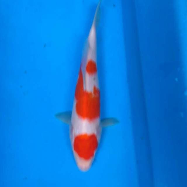 MARUTEN KOHAKU