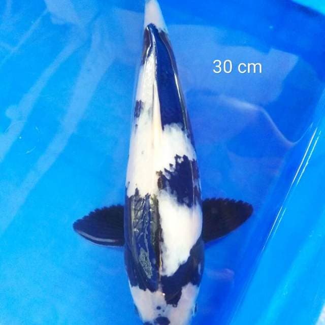 Black n white 30 cm
