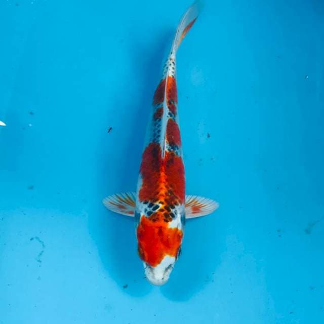 Kujaku, 22 cm