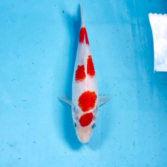 Kohaku, 20 cm