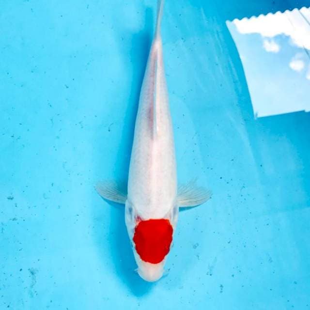 Tancho Kohaku,  29 cm