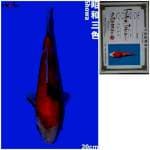 Showa IMPORT ISA Koi Farm Showa 20cm