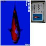 SHOWA IMPORT serti ISA Koi Farm 19cm